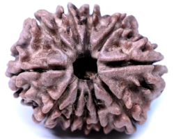 11 Mukhi